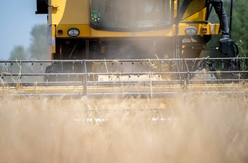 Respublikada taxıl biçininə start verilib