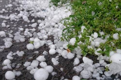 Daşkəsəndə dolu düşüb, kənd təsərrüfatı sahələrinə zərər dəyib