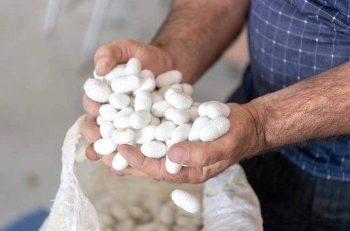 Bu günədək tədarük məntəqələrinə 157 ton yaş barama təhvil verilib