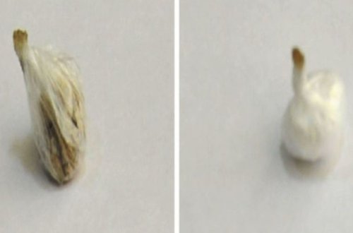 Ana həbsdə olan oğluna “patı” apardı