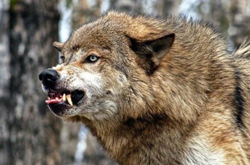 Ağsuda canavar çobanı parçaladı - FOTOLAR