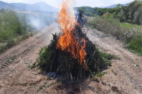 Füzulidə yabanı halda bitmiş çətənə kolları məhv edilib