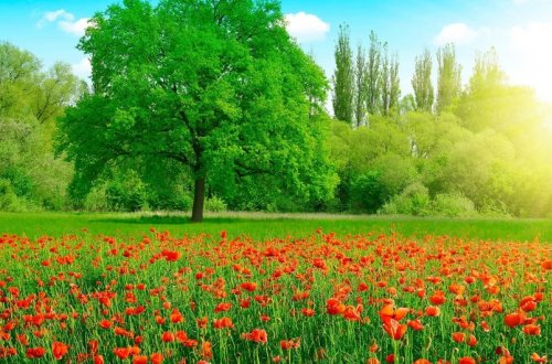 Sabah havanın temperaturu 37 dərəcəyədək artacaq