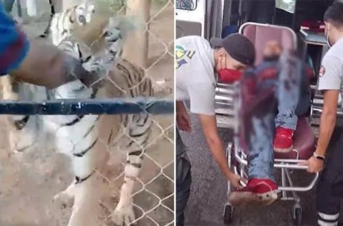 Meksikalı pələng qoruyucusu pələngin hücumu nəticəsində ölüb