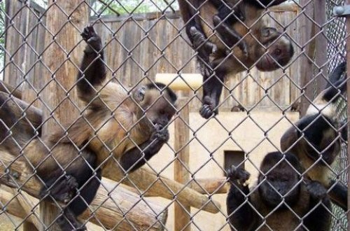 Zooparkda meymun ziyarətçinin başına belə OYUN AÇDI - VİDEO