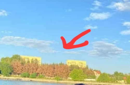 Mingəçevirdə yüzlərlə şam ağacı qəsdən qurudulur: ŞƏHƏR EKOLOJİ FƏLAKƏTİN ASTANASINDA