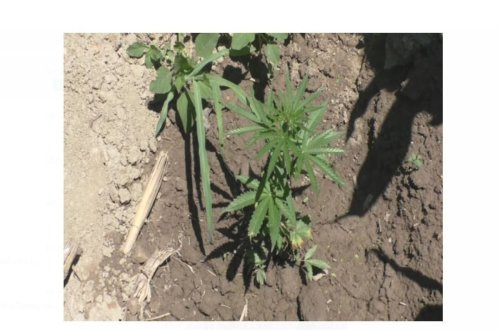 Balakəndə narkotik vasitələrlə əlaqəli 7 nəfər saxlanılıb