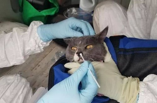 TAYLANDDA BİR İLK : pişikdən insana koronavirus keçib