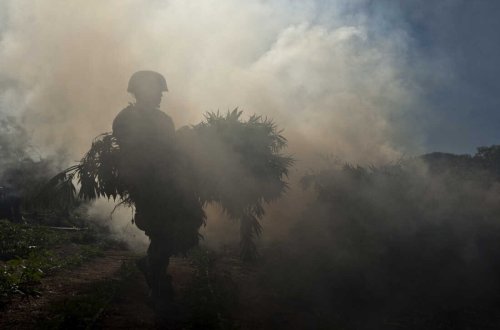 Lerikdə 6 tona yaxın narkotik bitkisi məhv edilib