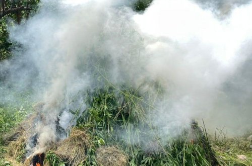 Goranboyda 1 tondan çox çətənə kolu məhv edilib