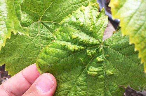 Üzüm yarpağı yığan 50 yaşlı qadın faciəvi şəkildə öldü