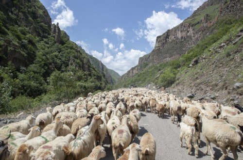 Kəlbəcər və Laçın yaylaqlarındakı qoyunçuluq təsərrüfatlarında monitorinqlər keçirilir