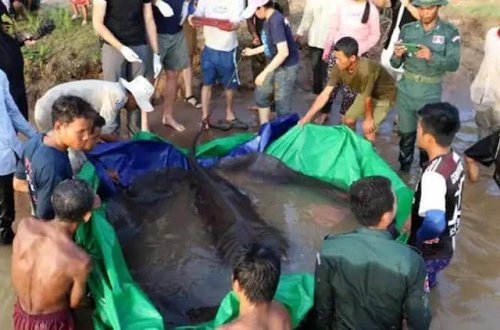 Dünyanın ən böyük şirin su balığı Kambocada tapılıb