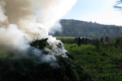 Balakəndə 4 ton narkotik bitkisi məhv edilib