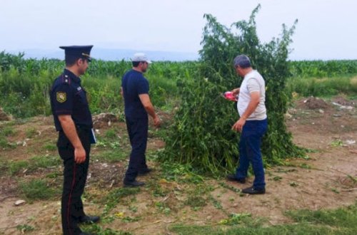 Samuxda çətənə kolları məhv edildi - Fotolar