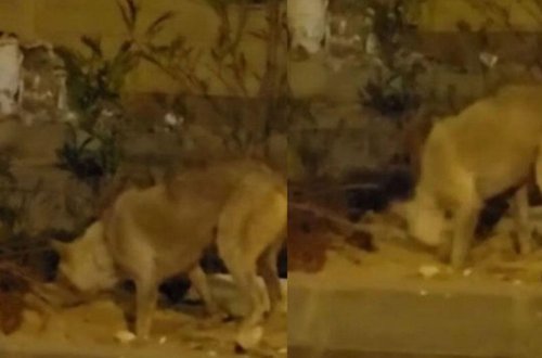 İt yolun ortasında qalan ölü pişiyi basdırdı - VİDEO