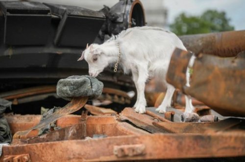 Ruslar Ukraynada qazdıqları 