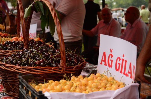 Azərbaycanda ilk dəfə olaraq “Albalı və gilas” festivalı keçirilib