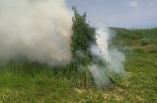 Goranboyda yabanı halda bitən çətənə kolları yandırılıb