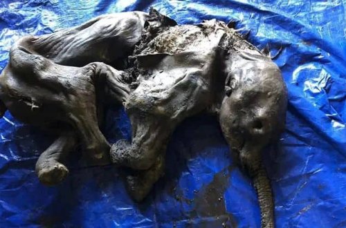 Kanadada mamont mumiyası tapılıb