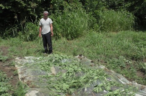 Zaqatala sakini icarəyə götürdüyü ərazidə narkotik yetişdirib