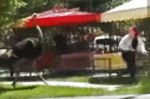 Türkiyədə dəvəquşu kafeyə gələn müştərini qovaladı - VİDEO