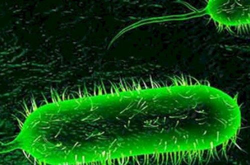 İranda 5 nəfər vəbaya yoluxdu