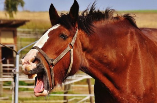 Zaqatala sakinini at dişləyib
