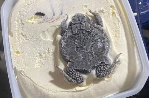 Dondurmadan qurbağa çıxdı