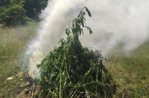 Şuşada 1 tondan artıq narkotik aşkarlanaraq məhv edildi - FOTO