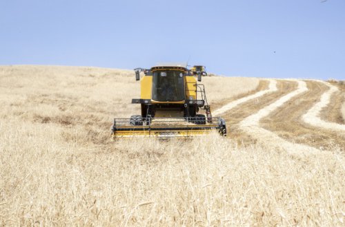 Azərbaycanın dağlıq və dağətəyi ərazilərində taxıl biçininə start verilib