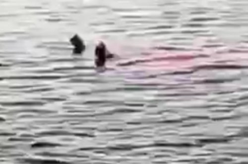 Misirdə akula turist qadını parçaladı - Video