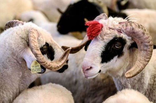 Обнародованы адреса продажи и забоя животных в связи с праздником Гурбан - СПИСОК