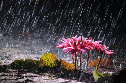 Yağıntılı hava şəraiti iyulun 5-dək davam edəcək