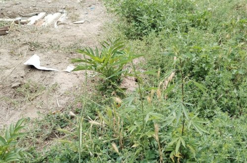 Zəngilanda 1 tondan artıq çətənə məhv edilib