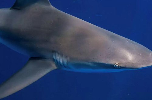 Köpəkbalığı qıza hücum edərək ayağını qoparıb