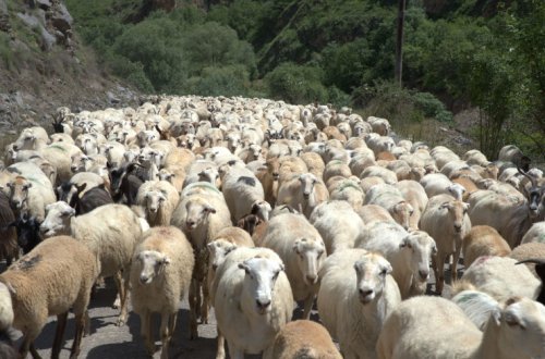 Bu il azad olunmuş ərazilərdəki yaylaqlara 940 qoyunçuluq, 1101 arıçılıq təsərrüfatı köçürülüb