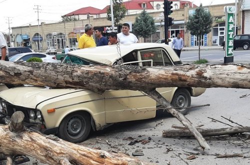 Gəncədə külək iri gövdəli ağacı avtomobilin üzərinə aşırıb