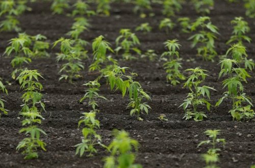 Qazaxda çətənə yetişdirən şəxs saxlanıldı