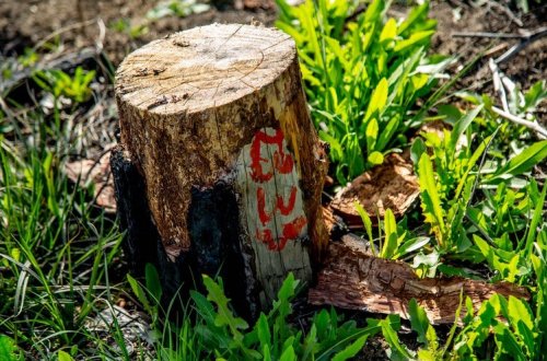 Azərbaycanda klinika rəhbərliyi ağacları kəsdiyinə görə cəzalandırılıb