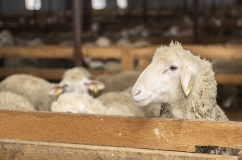 Qurban bayramı öncəsi qanunsuz fəaliyyət göstərən 42 heyvan satışı məntəqəsi ləğv edilib