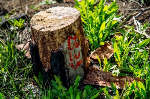 Bakı, Balakən və Yevlaxda ağac kəsintisi ilə bağlı materiallar Baş Prokurorluğa göndərilib