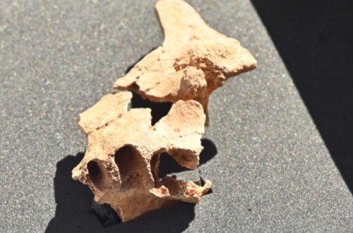 İspaniyada ən qədim avropalının üzünün bir hissəsi tapılıb