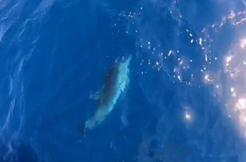 Gəzintiyə çıxan turist qayığında həyəcanlı anlar - VİDEO