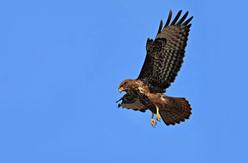 Azərbaycan təbiətinə buraxılan şahin quşlarının sayı açıqlanıb