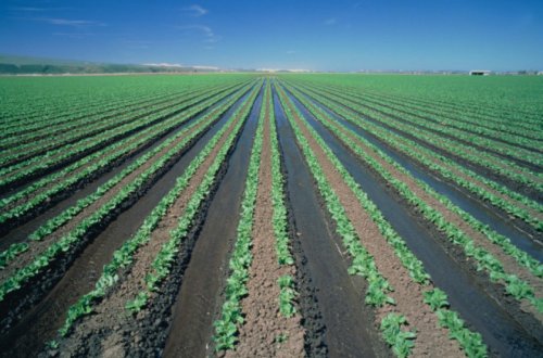 Rusiya öz ərazisində İrana 100 min hektar əkin sahəsinin verilməsini təklif edib