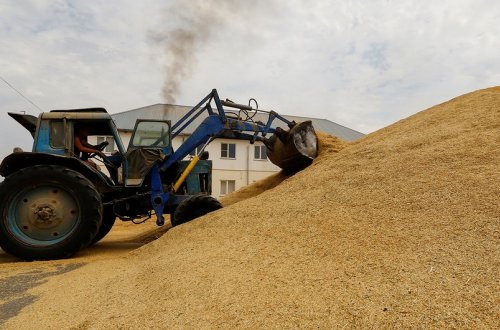 Azərbaycanda taxıl, buğda, arpa yığımının həcmləri açıqlanıb