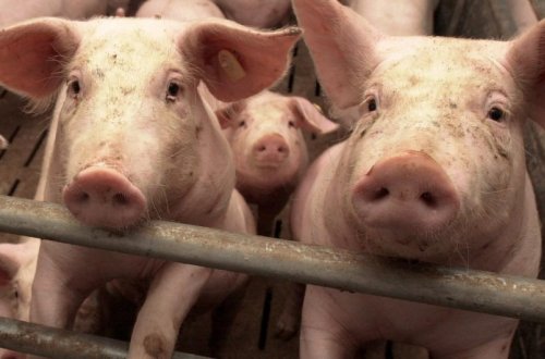 Moldovada Afrika donuz taunu aşkar edilib