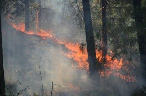 Bakıda ağaclıq ərazidəki yanğın söndürülüb -YENİLƏNİB