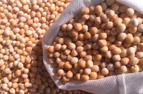 Ukraynadakı münaqişə noxud çatışmazlığına səbəb ola bilər